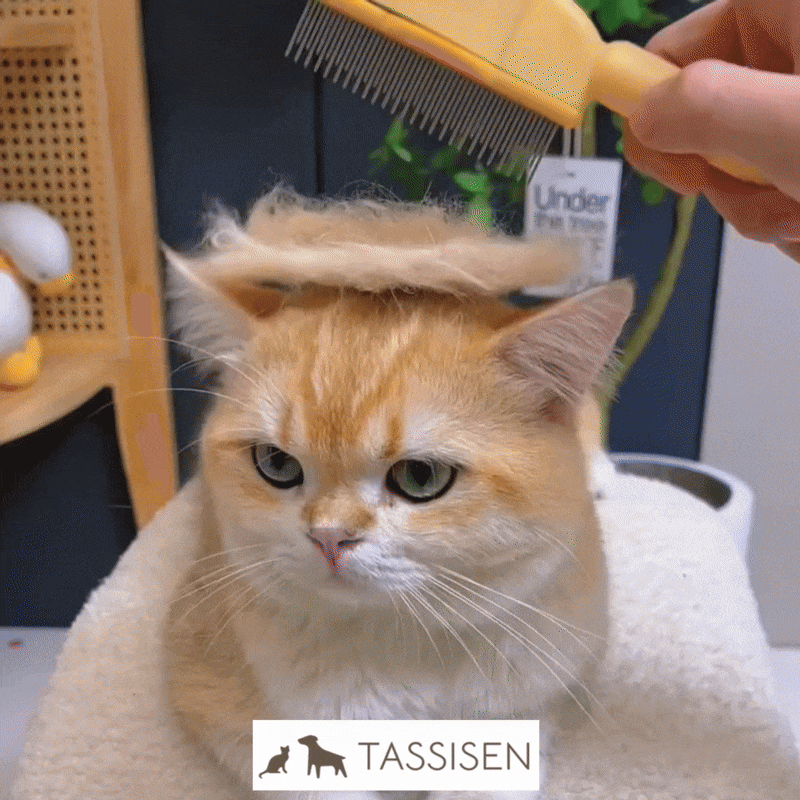 Skapa glädje i varje pälsvårdssession🤎